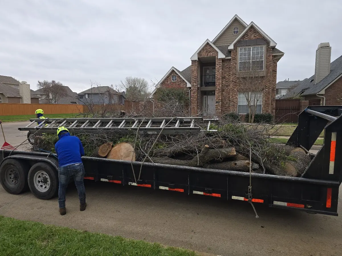 Expert Deadwooding with proper safety equipment in Lexington